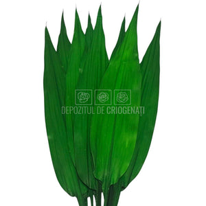 ALSPIDISTRA LULU - Flori Criogenate pentru Decor (10 fire)