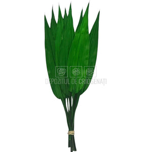 ALSPIDISTRA LULU - Flori Criogenate pentru Decor (10 fire)