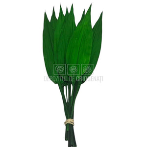 ALSPIDISTRA LULU - Flori Criogenate pentru Decor (10 fire)