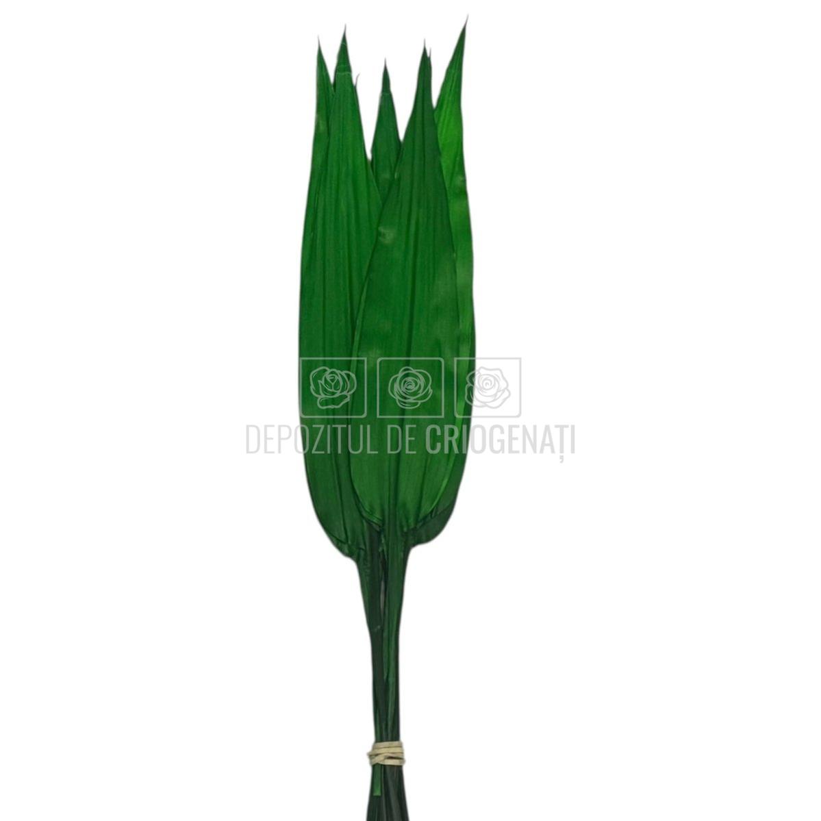 ALSPIDISTRA LULU - Flori Criogenate pentru Decor (10 fire)