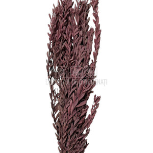 Buchet Stabilizat PUBESCENS Dusty Pink (culoare roz inchis, 40-50 cm)