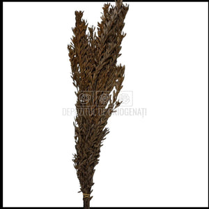 Buchet Stabilizat PUBESCENS Terracotta (culoare maro, 40-50 cm)