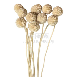 CRASPEDIA FANCY WHITE Lulu (buchet 10 fire, 55-60 cm)