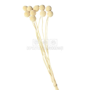 CRASPEDIA FANCY WHITE Lulu (buchet 10 fire, 55-60 cm)