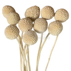 CRASPEDIA FANCY WHITE Lulu (buchet 10 fire, 55-60 cm)