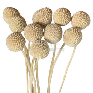 CRASPEDIA FANCY WHITE Lulu (buchet 10 fire, 55-60 cm)