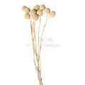 CRASPEDIA FANCY WHITE Lulu (buchet 10 fire, 55-60 cm)