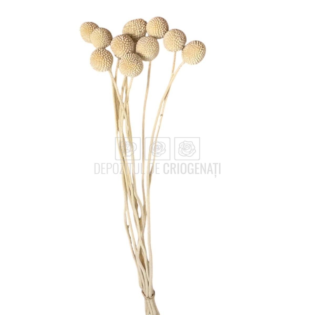 CRASPEDIA FANCY WHITE Lulu (buchet 10 fire, 55-60 cm)