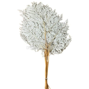 Feriga RUMOHRA WHITE Lulu (buchet 10 fire, 50-60 cm)