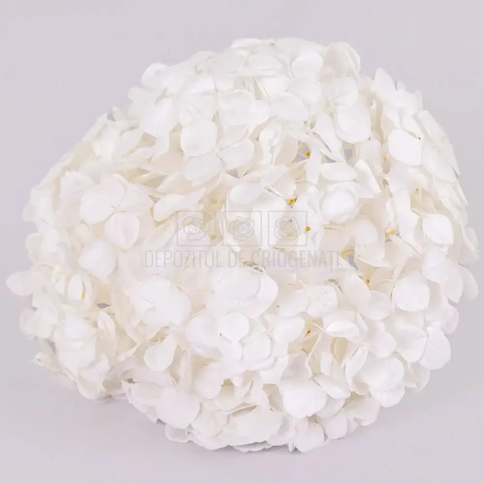 Hortensie Criogenata alba Premium ANGELICAL WHITE (buchet mare)