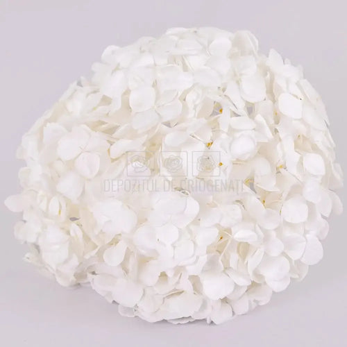 Hortensie Criogenata alba Premium ANGELICAL WHITE (buchet mare)
