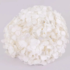 Hortensie Criogenata alba Premium ANGELICAL WHITE (buchet mare)