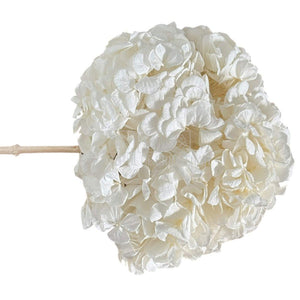 Hortensie Criogenata alba Premium ANGELICAL WHITE (buchet mare)