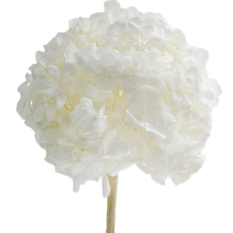 Hortensie Criogenata alba Premium ANGELICAL WHITE (buchet mare)