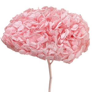 Hortensie Criogenata roz Premium DELICATE BABY PINK (buchet mare)