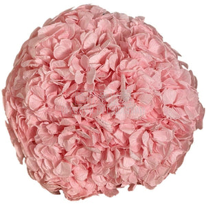 Hortensie Criogenata roz Premium DELICATE BABY PINK (buchet mare)