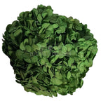 Hortensie Criogenata verde Premium EXQUISITE GREEN (buchet mare)