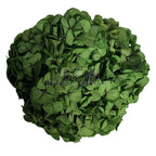 Hortensie Criogenata verde Premium EXQUISITE GREEN (buchet mare)