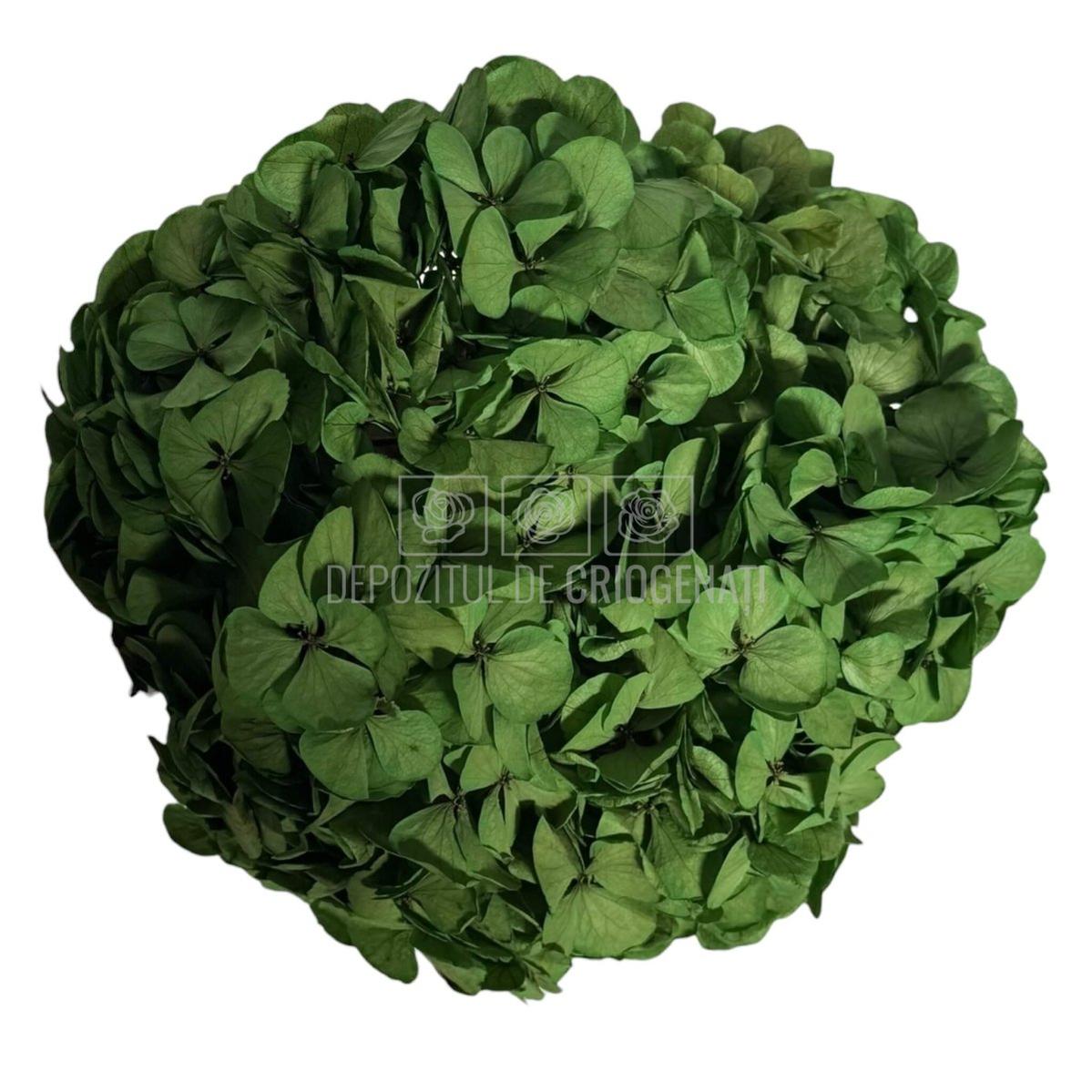 Hortensie Criogenata verde Premium EXQUISITE GREEN (buchet mare)