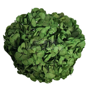 Hortensie Criogenata verde Premium EXQUISITE GREEN (buchet mare)