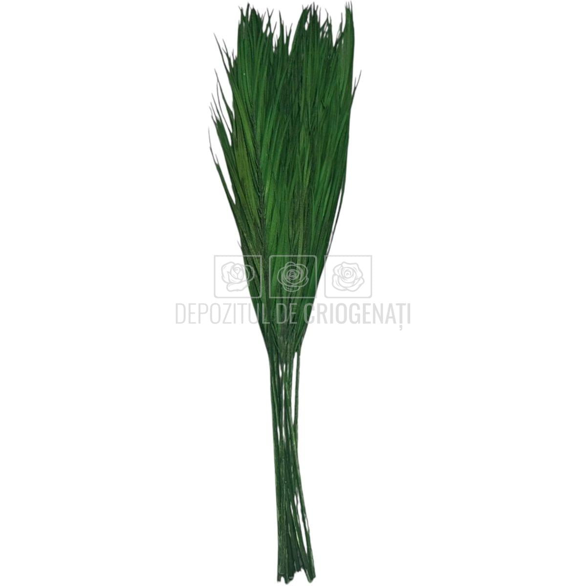 PALMA ROBELINE Verde - Buchet Criogenat (10 fire)