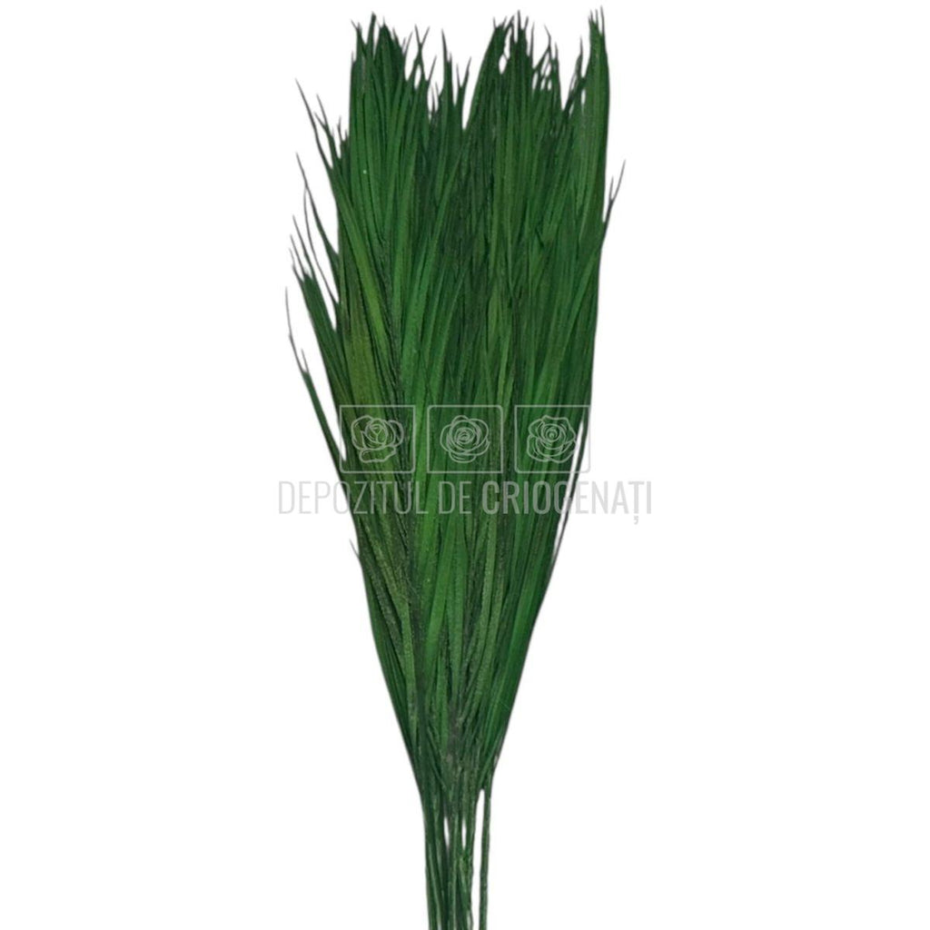PALMA ROBELINE Verde - Buchet Criogenat (10 fire)