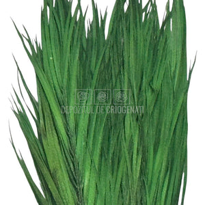 PALMA ROBELINE Verde - Buchet Criogenat (10 fire)