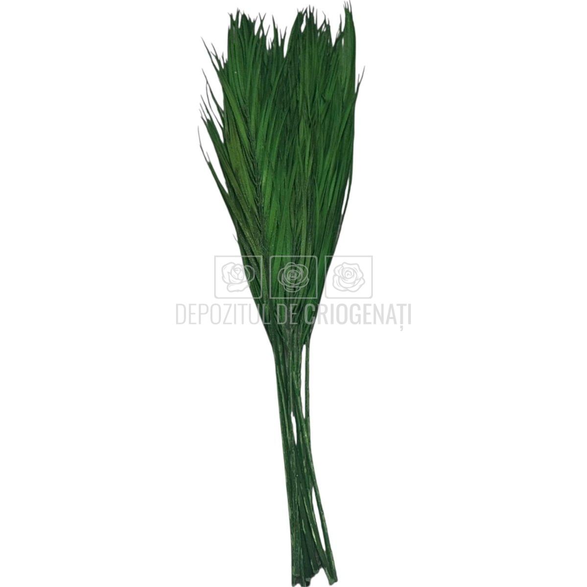 PALMA ROBELINE Verde - Buchet Criogenat (10 fire)