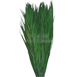 PALMA ROBELINE Verde - Buchet Criogenat (10 fire)