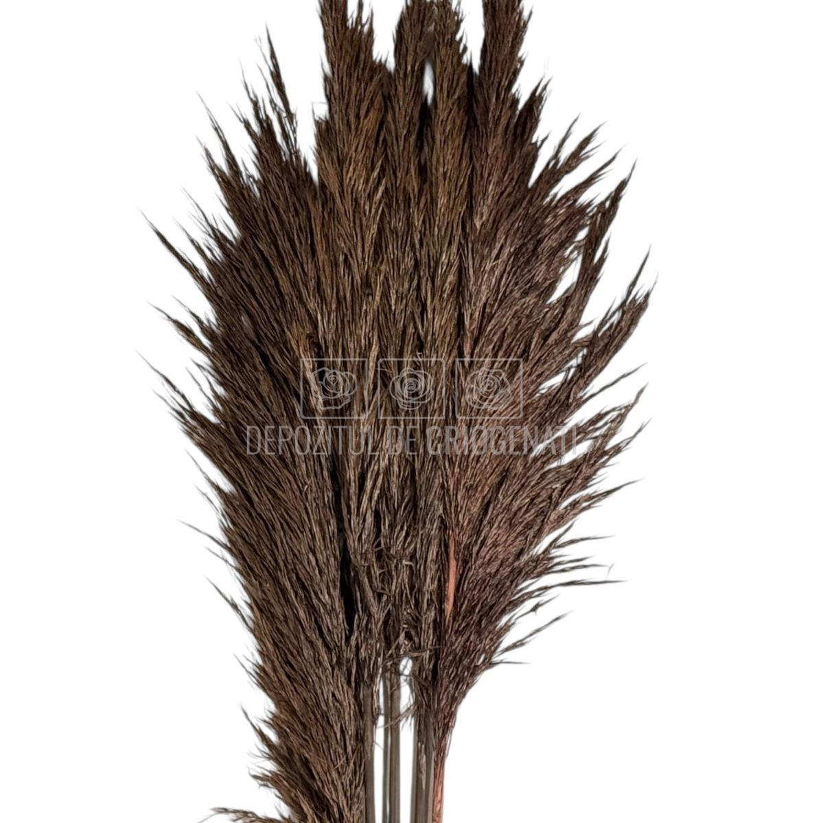 PAMPAS CHOCOLATE (buchet 5 fire, 80-90 cm)