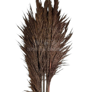 PAMPAS CHOCOLATE (buchet 5 fire, 80-90 cm)