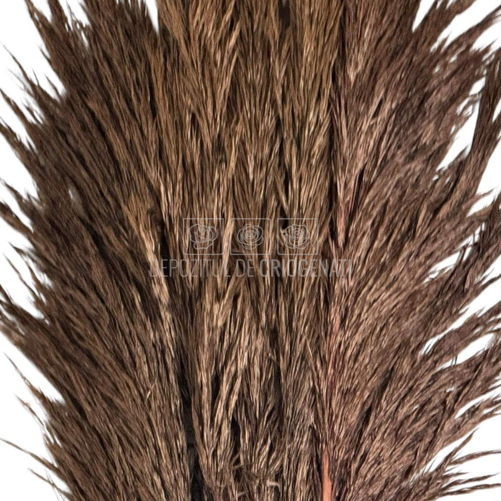 PAMPAS CHOCOLATE (buchet 5 fire, 80-90 cm)