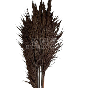 PAMPAS CHOCOLATE (buchet 5 fire, 80-90 cm)