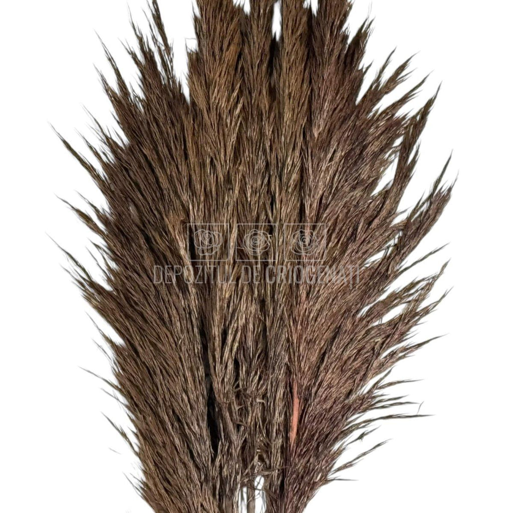 PAMPAS CHOCOLATE (buchet 5 fire, 80-90 cm)