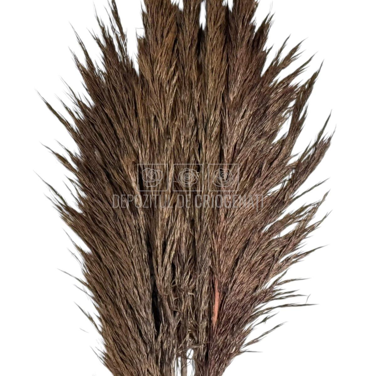 PAMPAS CHOCOLATE (buchet 5 fire, 80-90 cm)