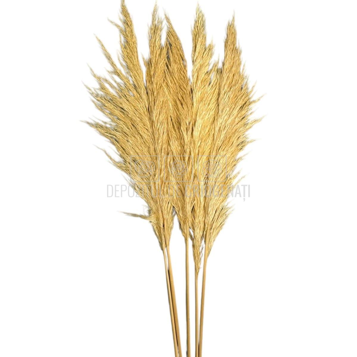 PAMPAS CREM (buchet 5 fire, 80-90 cm)