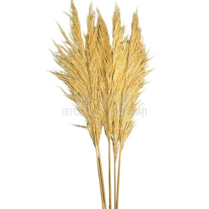 PAMPAS CREM (buchet 5 fire, 80-90 cm)