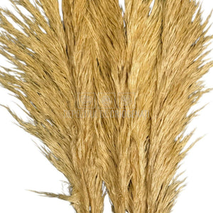PAMPAS CREM (buchet 5 fire, 80-90 cm)