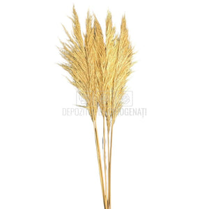 PAMPAS CREM (buchet 5 fire, 80-90 cm)
