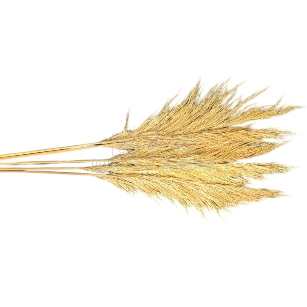 PAMPAS CREM (buchet 5 fire, 80-90 cm)