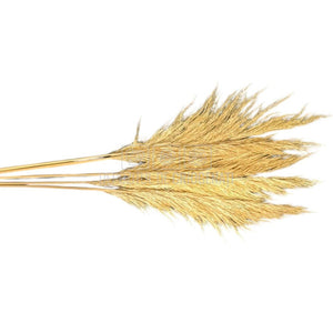 PAMPAS CREM (buchet 5 fire, 80-90 cm)