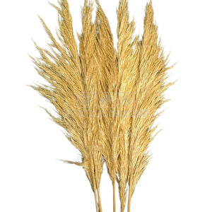PAMPAS CREM (buchet 5 fire, 80-90 cm)