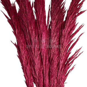PAMPAS DARK PINK (buchet 5 fire, 80-90 cm)