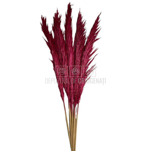 PAMPAS DARK PINK (buchet 5 fire, 80-90 cm)