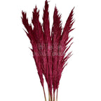 PAMPAS DARK PINK (buchet 5 fire, 80-90 cm)