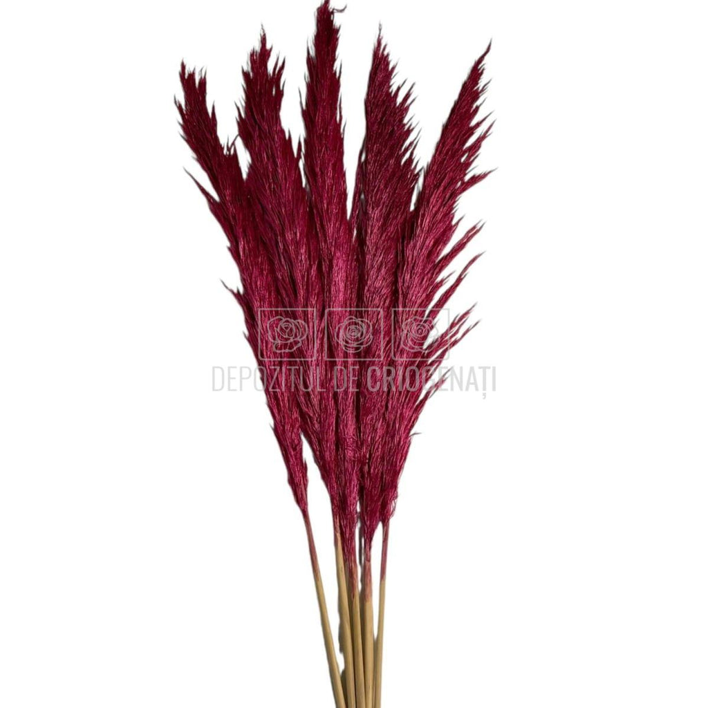 PAMPAS DARK PINK (buchet 5 fire, 80-90 cm)