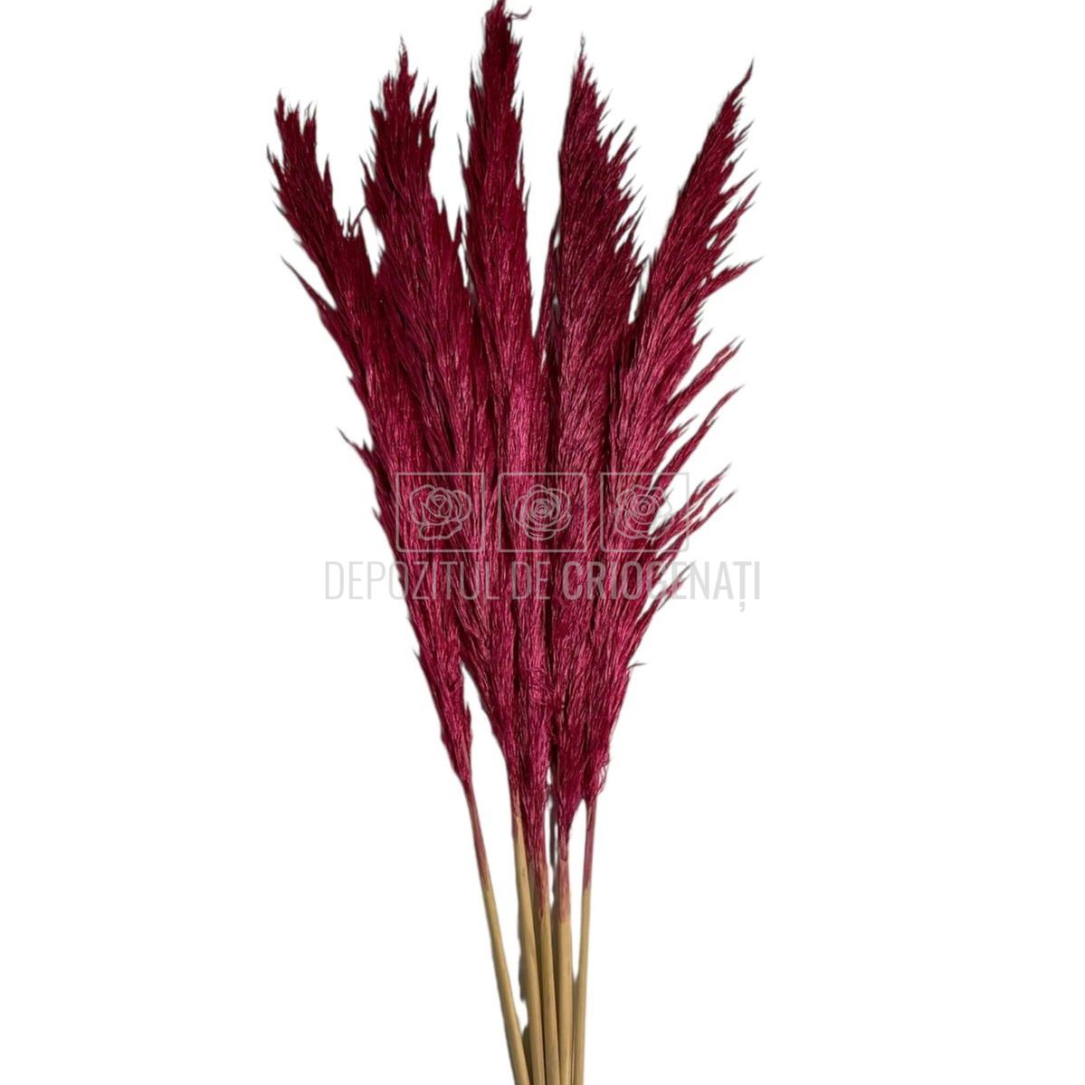 PAMPAS DARK PINK (buchet 5 fire, 80-90 cm)
