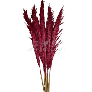 PAMPAS DARK PINK (buchet 5 fire, 80-90 cm)