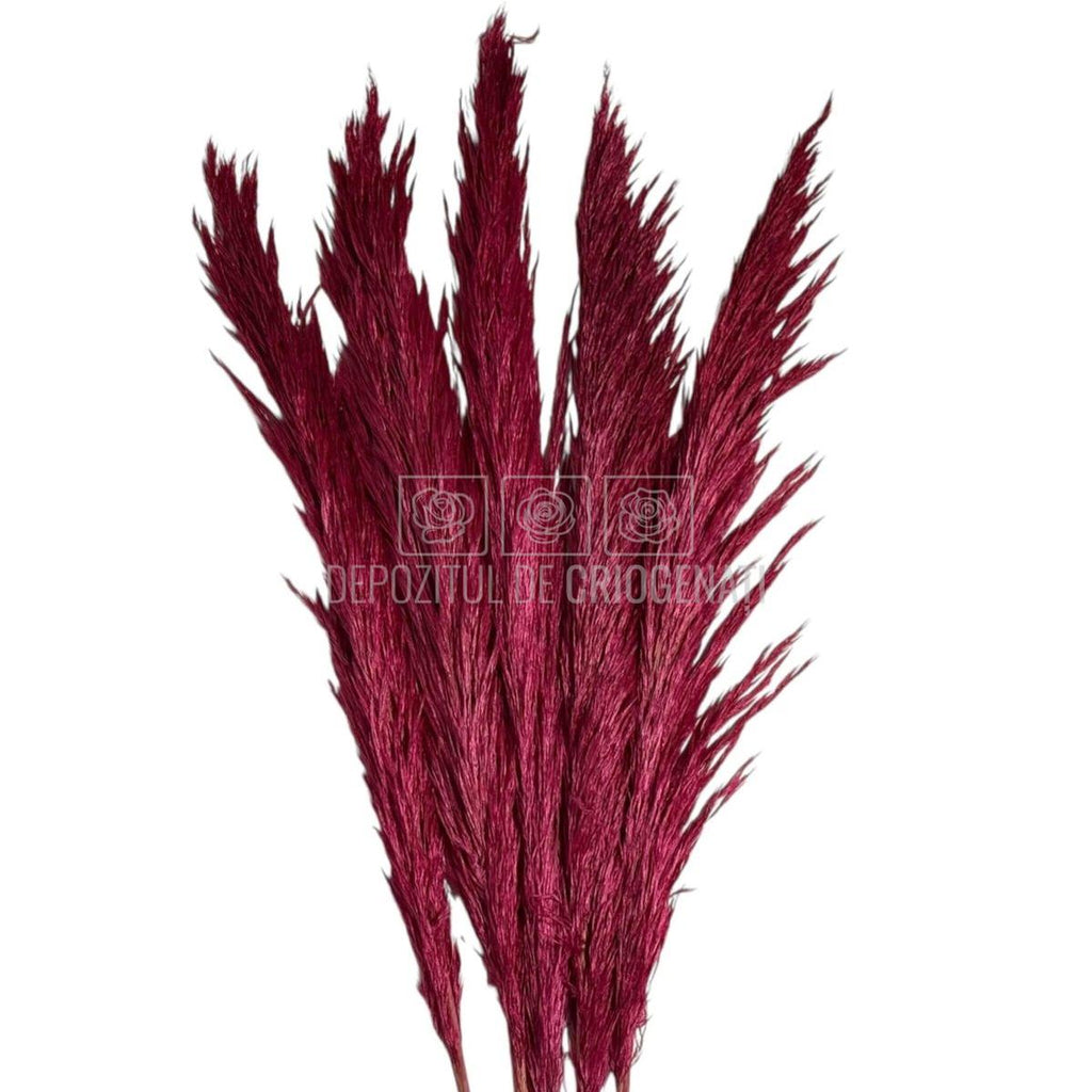 PAMPAS DARK PINK (buchet 5 fire, 80-90 cm)