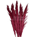 PAMPAS DARK PINK (buchet 5 fire, 80-90 cm)